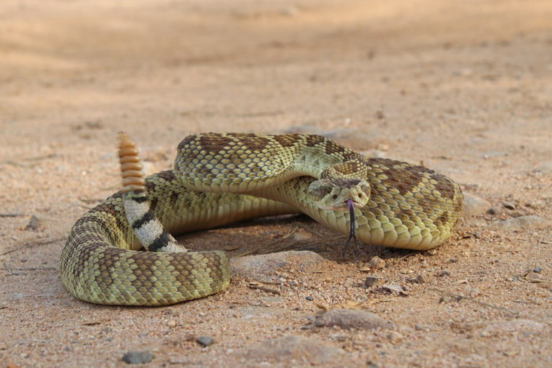 rattlesnake tail rattle and specialized heat-sensing pits