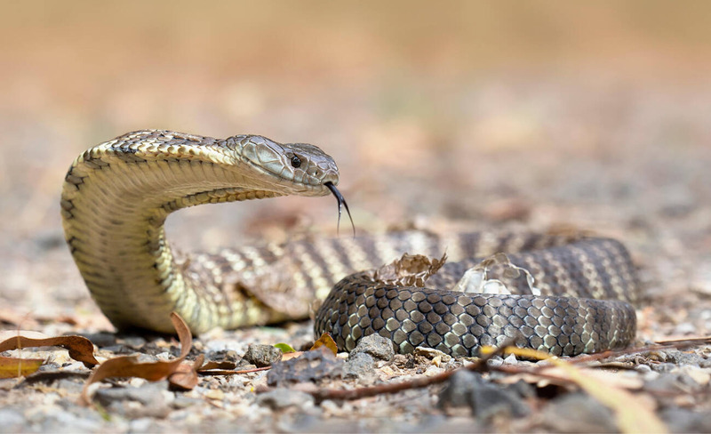 tiger snake early morning activity and habitat exploration illustration