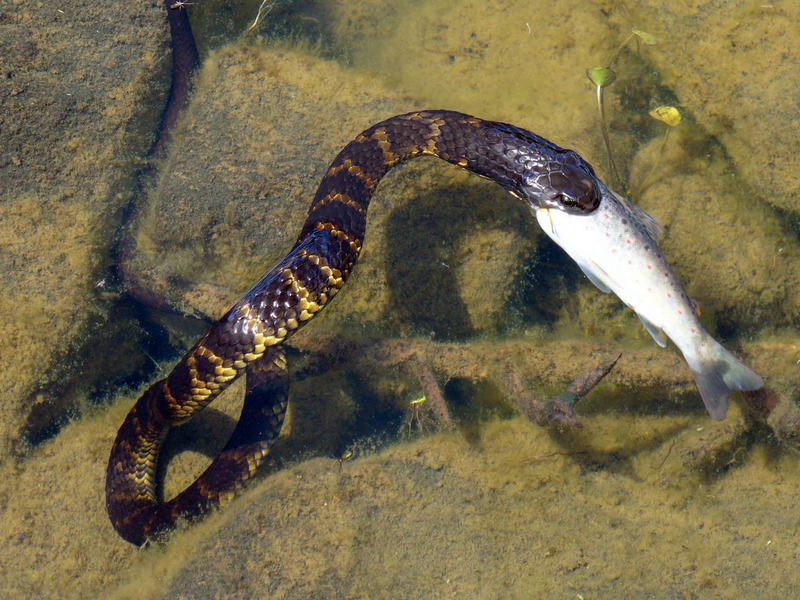 tiger snake hunting behavior and prey capture illustration