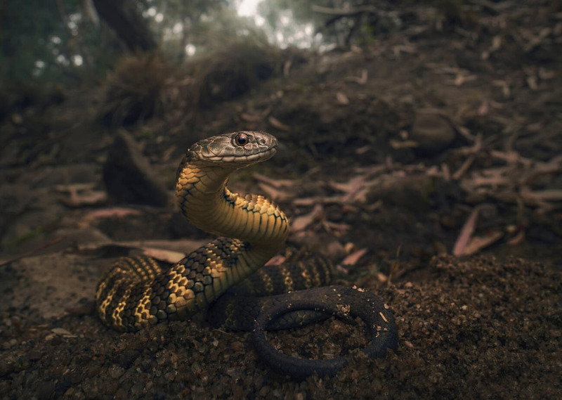 tiger snake physical characteristics and venom glands enlargement illustration