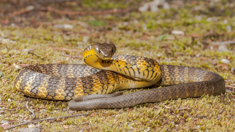 tiger snake solitary behavior and territorial roaming illustration