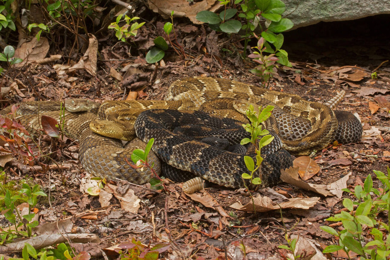 timber rattlesnake daily activity and natural habitat resting