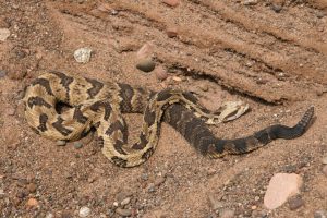 Timber Rattlesnakes: Venomous and Elusive – Species Guide
