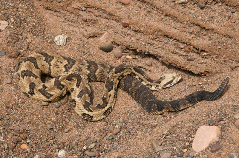 timber rattlesnake concertina motion and rock navigation technique
