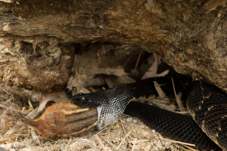 Timber Rattlesnakes: Venomous and Elusive – Species Guide