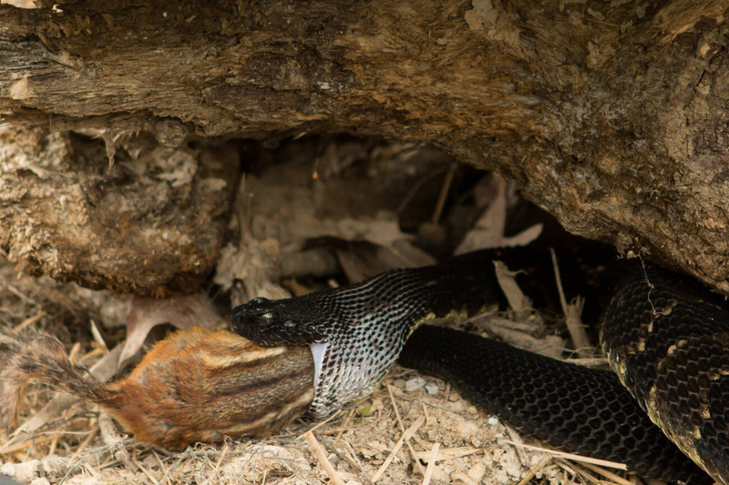 timber rattlesnake hunting behavior and heat-sensing pit tracking