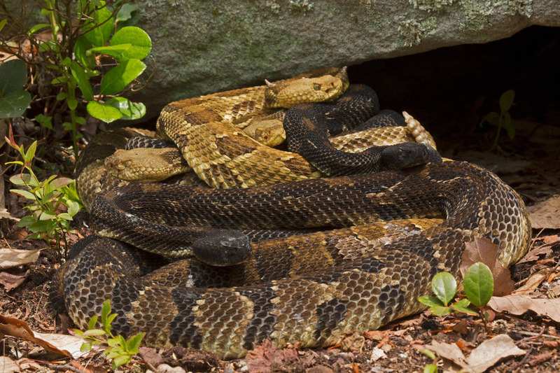 timber rattlesnake solitary lifestyle and independent hunting behavior