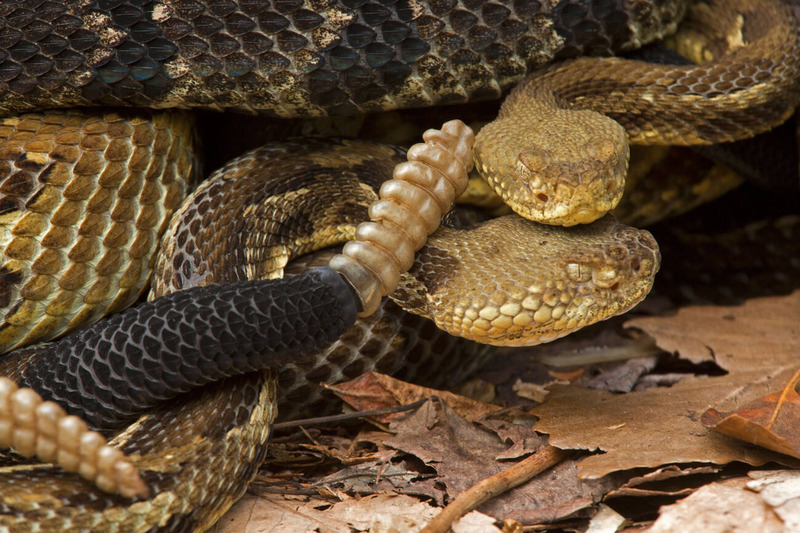 timber rattlesnake tail rattle and chevron dorsal pattern illustration