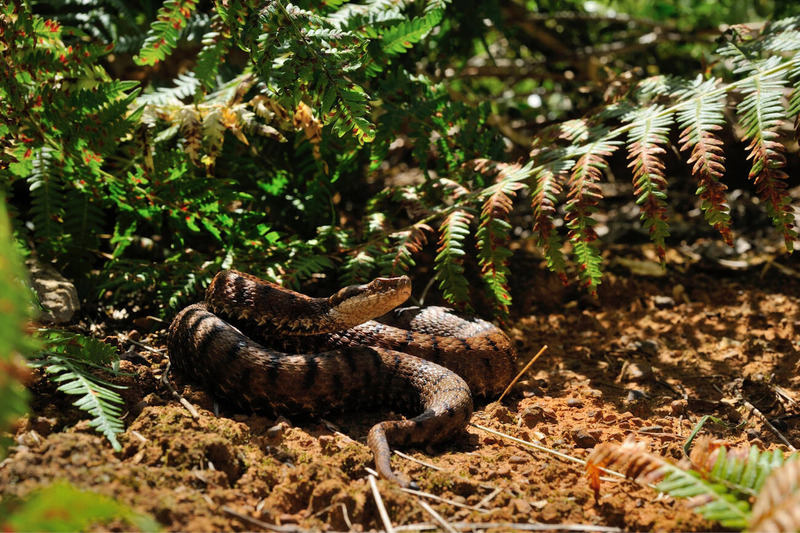 viper activity patterns and late afternoon behavior