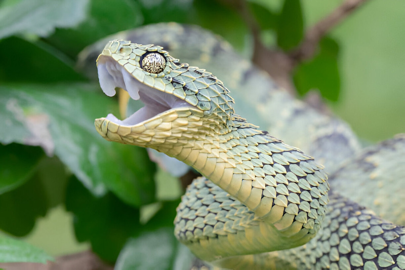 viper heat sensing pits and nocturnal hunting capabilities