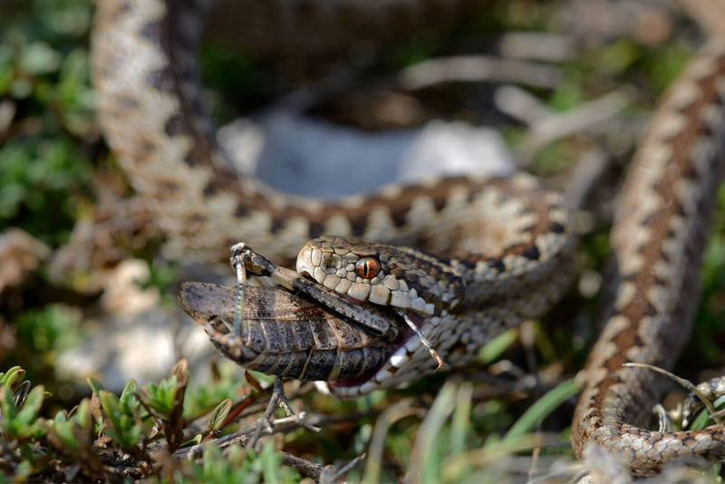 viper hunting techniques and camouflage in natural environment