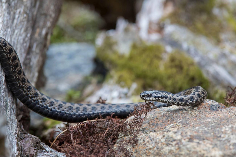 viper movement on land and muscle strength for precision