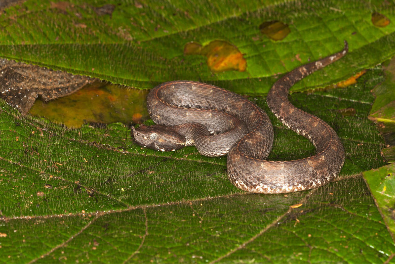 viper solitary living and territorial behavior in natural habitat