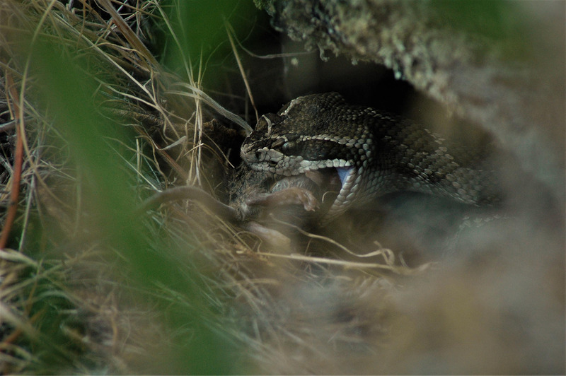 western rattlesnake hunting and camouflage techniques in action