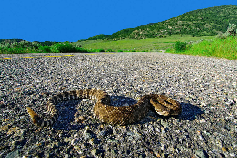 western rattlesnake lateral undulation on rocky terrain and adaptability in movement