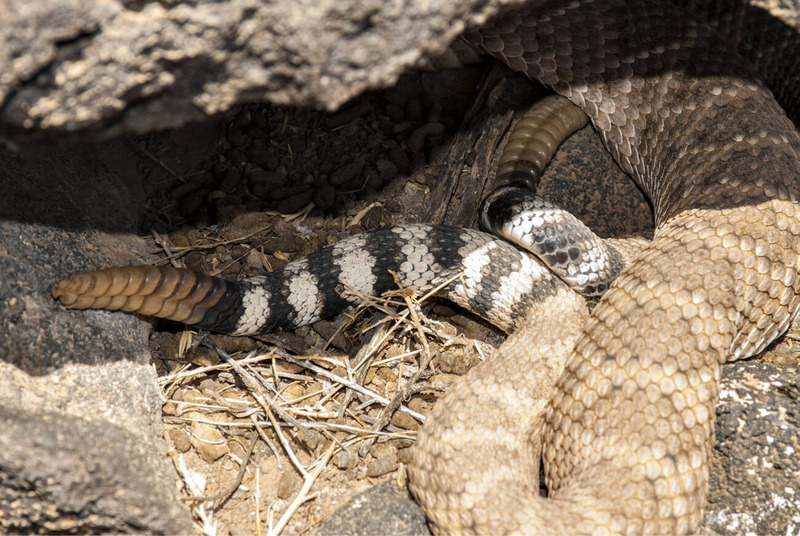western rattlesnake rattle and keratin segments structure