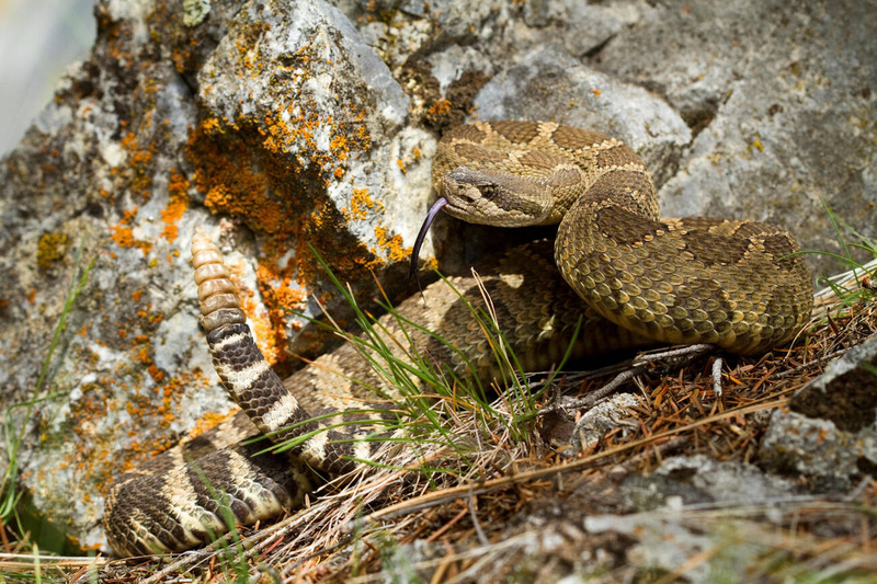 western rattlesnake solitary behavior and territorial resting position