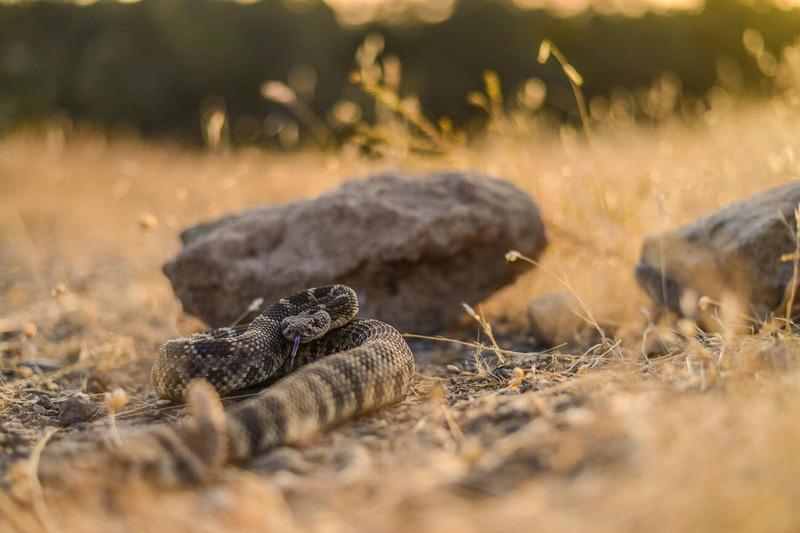 western rattlesnake crepuscular activity and low light hunting behavior