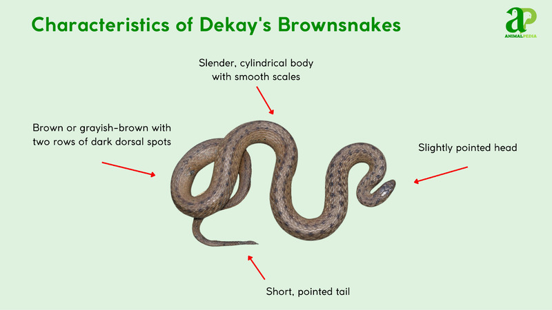 Characteristics of Dekay's Brownsnake
