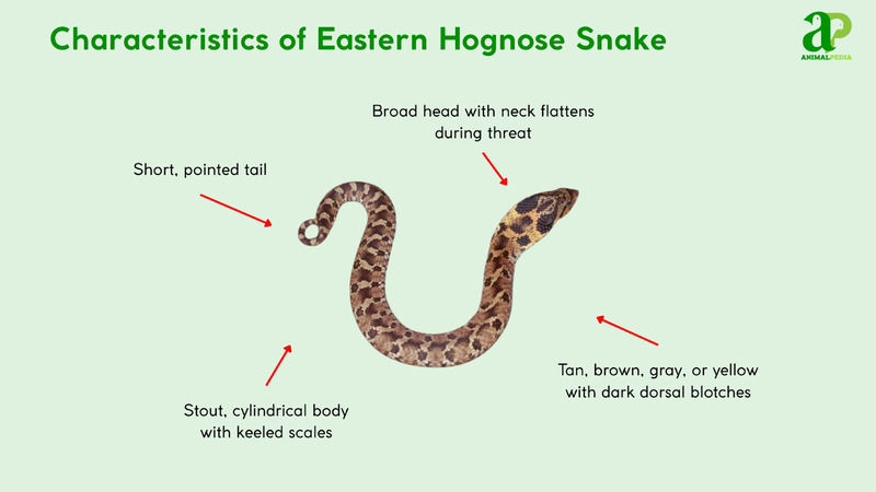 Characteristics of Eastern Hognose Snake