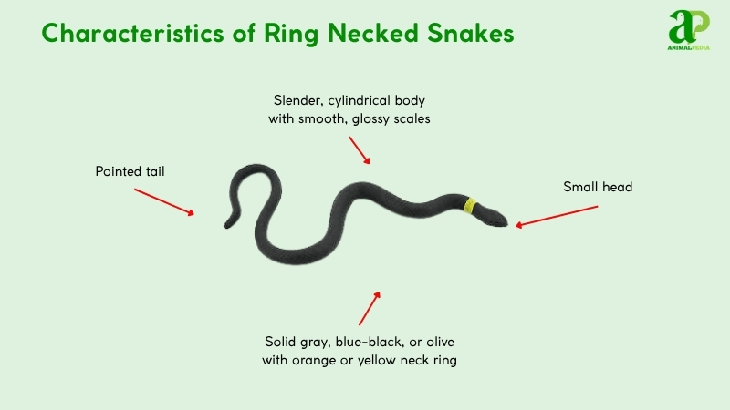 Characteristics of Ring Necked Snakes