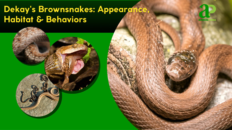 Dekay's Brownsnake species guide