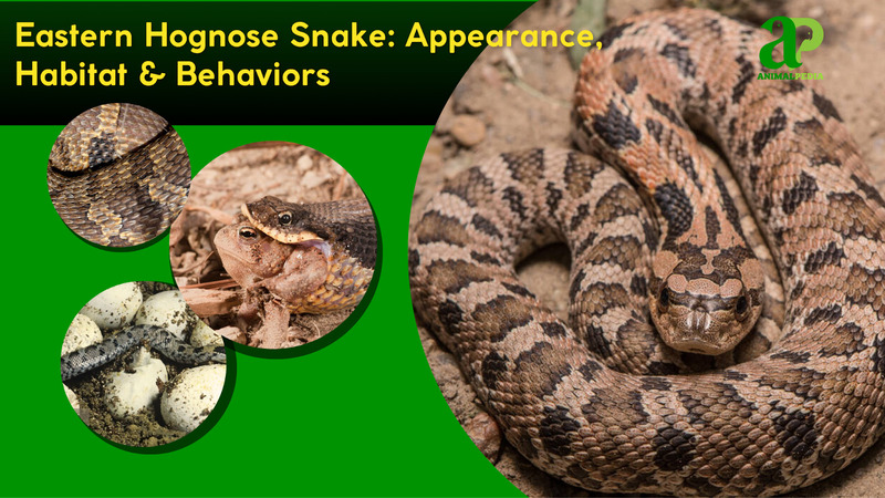 Eastern Hognose Snake species guide