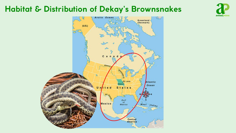 Habitat and distribution of Dekay's Brownsnake