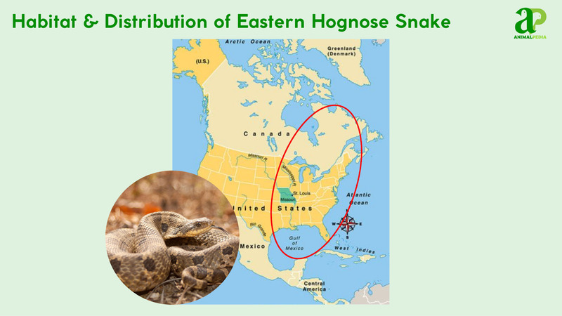 Habitat and distribution of Eastern Hognose Snake