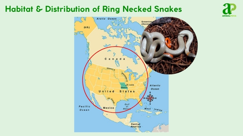Habitat and distribution of Ring Necked Snakes