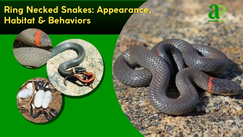 Ring Necked Snakes species guide