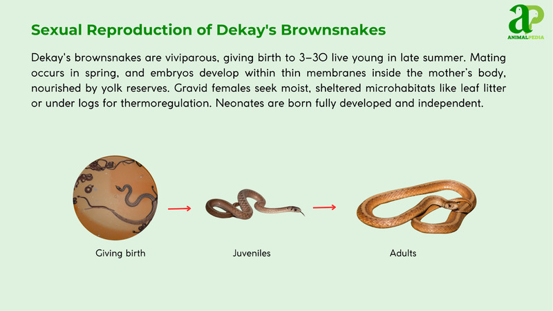 Sexual Reproduction of Dekay's Brownsnake
