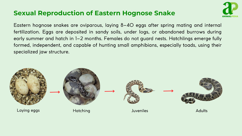 Sexual Reproduction of Eastern Hognose Snake