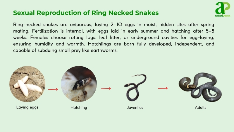 Sexual Reproduction of Ring Necked Snakes