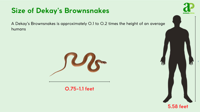 Size of Dekay's Brownsnake compared with humans