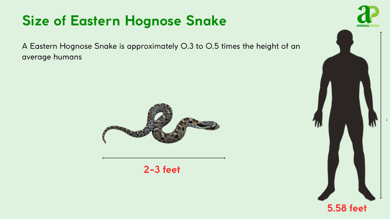 Size of Eastern Hognose Snake compared with humans