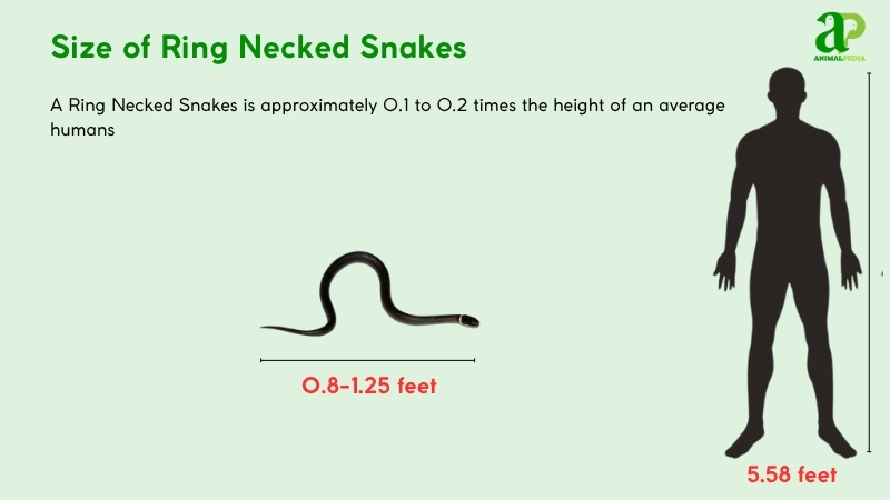 Size of Ring Necked Snakes compared with humans