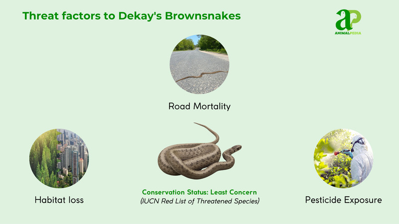 Threat factors to Dekay's Brownsnake
