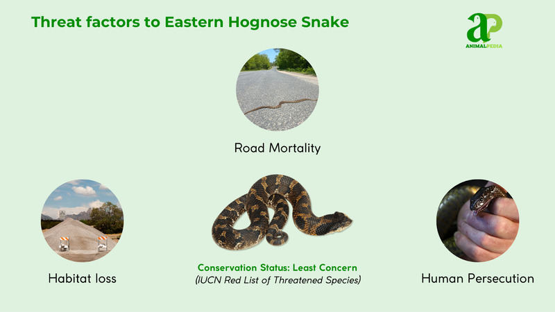 Threat factors to Eastern Hognose Snake