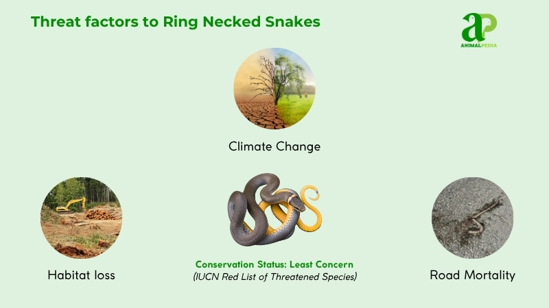 Threat factors to Ring Necked Snakes