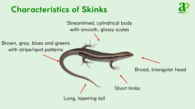 Characteristics of Skinks