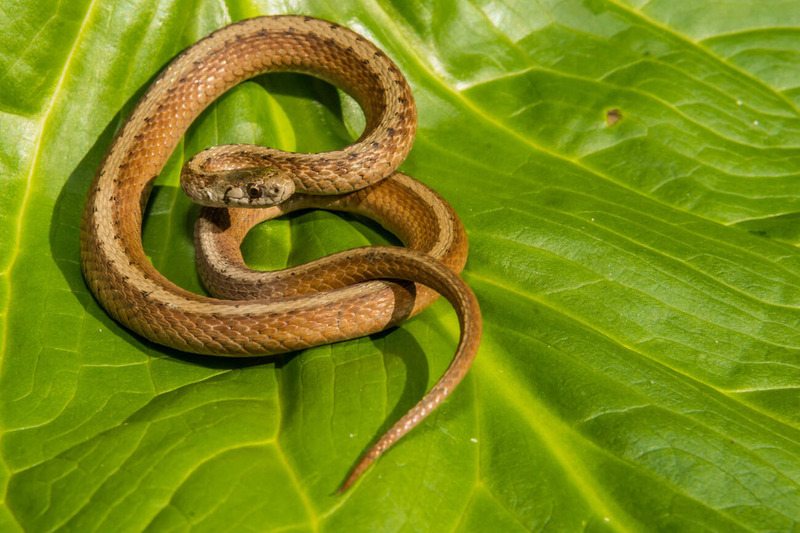 dekays brownsnake activity and morning behavior