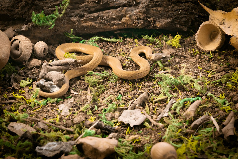 dekays brownsnake hunting and stealth technique