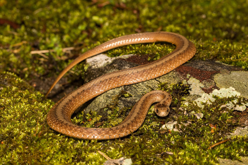 dekays brownsnake keeled scales and camouflage pattern