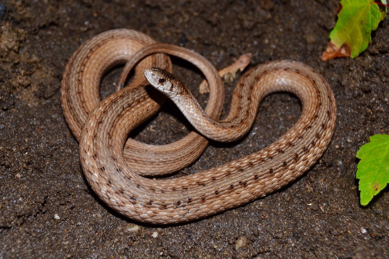 dekays brownsnake solitary and independent behavior