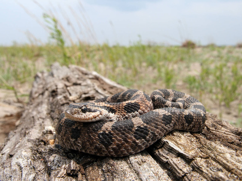 eastern hognose activity and daytime behavior