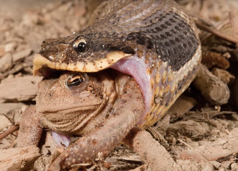 eastern hognose hunting and prey capture technique