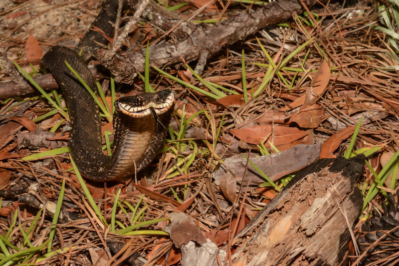 eastern hognose movement and sidewinding technique
