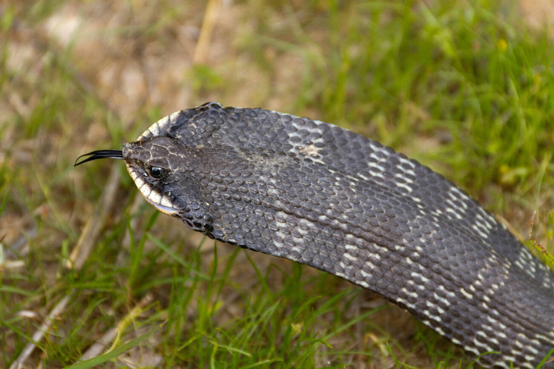 eastern hognose snake upturned snout and burrowing adaptation