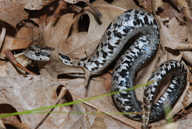 eastern hognose solitary and habitat adaptation